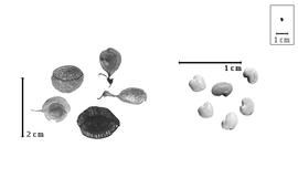  Fruit and seed:  W.  spp. - fruits and seeds.
