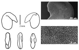  Cotyledon, embryo, and testa:  W. mucronata  (C. Linnaeus) A.P. Druce - embryo, cotyledons, and testa SEMs.
