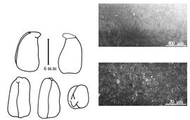  Cotyledon, embryo, and testa:  W. frutescens  (C. Linnaeus) J.L.M. Poiret - embryo, cotyledons, and testa SEMs.
