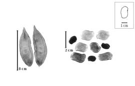  Fruit and seed:  X. stuhlmannii  (P.H.W. Taubert) F. de A. Mendonça & E.P. Sousa - fruits and seeds.
