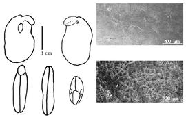  Cotyledon, embryo, and testa:  X. stuhlmannii  (P.H.W. Taubert) F. de A. Mendonça & E.P. Sousa - embryo, cotyledons, and testa SEMs.
