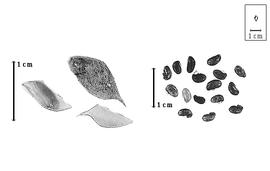  Fruit and seed:  X. fruticosa  (C. Linnaeus) A.L. Schutte & B.-E. van Wyk - fruits and seeds.
