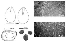  Seed, cotyledon, embryo, and testa:  X. xylocarpa  (W. Roxburgh) P.H.W. Taubert - top left cotyledon concealing all but radicle tip (L) and embryonic axis (R), bottom left seed topography, bottom left center seeds, testa SEMs.
