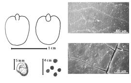  Seed, cotyledon, embryo, and testa:  Z. insignis  W.Y. Chun - top left cotyledon cordate and not investing radicle (L) and embryonic axis (R), bottom far left seed topography, bottom left center seeds, testa SEMs.
