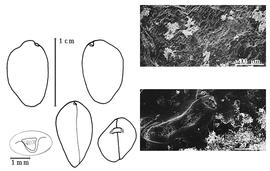  Cotyledon, embryo, and testa:  Z. ilicifolia  (A.T. Brongniart) J.R.T. Vogel - embryo, cotyledons, and magnification;  Z. kanukuensis  R.S. Cowan - testa SEMs.
