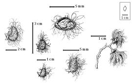  Fruit:  Z. punctata  J.A. Cavanilles - bottom right fruiting cluster, bottom right center and bottom left center D-shaped fruits, far left and left center C-shaped fruits, top center seed in situ.
