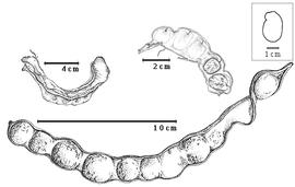  Fruit and seed:  Z. inaequalis  (C.L. von Willdenow) Pittier - top left dehiscent fruit, bottom fruit;  Z. latifolia  (C. Linnaeus) Fawcett & Rendle - top right seeds in situ.
