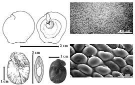  Seed, cotyledon, embryo, and testa:  Z. latifolia  (C. Linnaeus) Fawcett & Rendle - top left folded cotyledon concealing radicle (L) and embryonic axis (R), bottom far left seed topography, bottom left center seed in transection showing empty space bwtween cotyledons, bottom center seed, testa SEMs.
