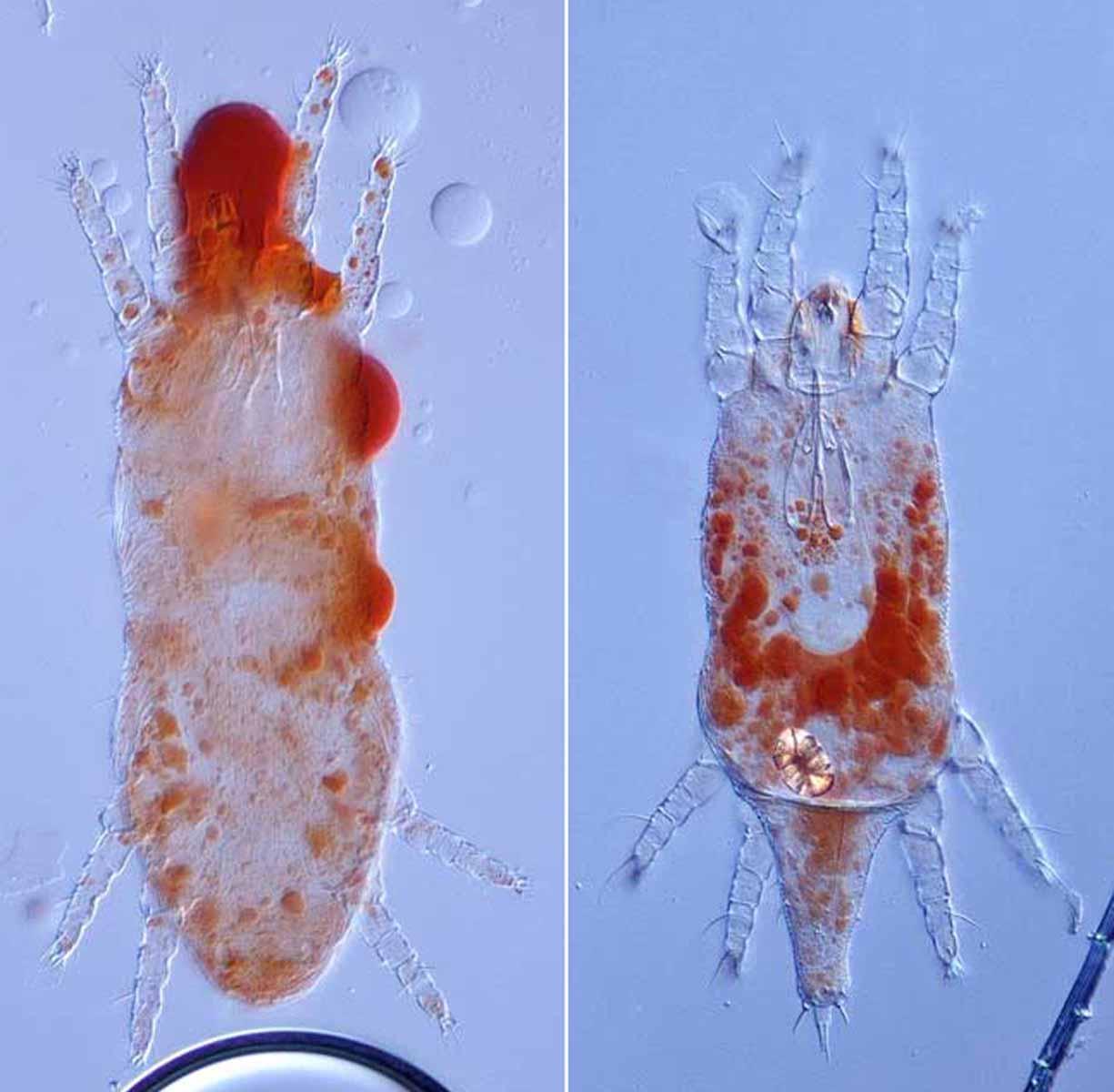 Fig. 2. Dolichotetranychus adult female (left) and male (right) dorsum (images: Philip Johnson, USDA-APHIS-PPQ).