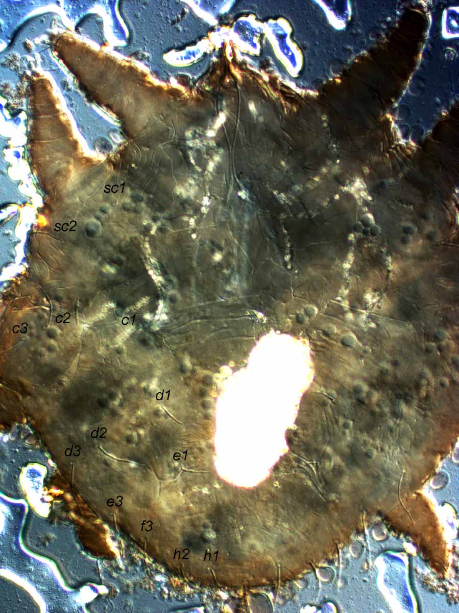            Fig. 2.   Obdulia tamaricis  female   dorsum.   