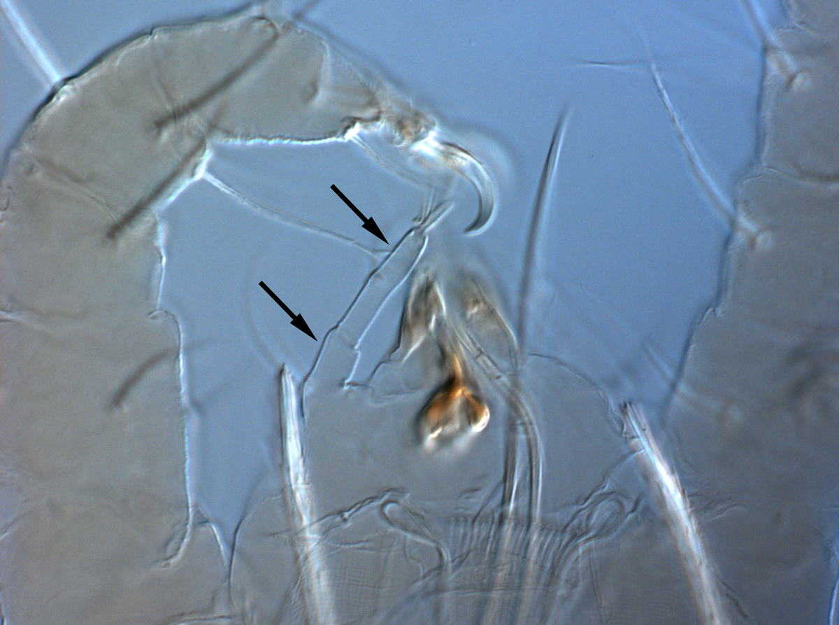 Fig. 9. Raoiella bauchani nbsp;adult female gnathosoma indicating distinctly elongate palp (arrows).