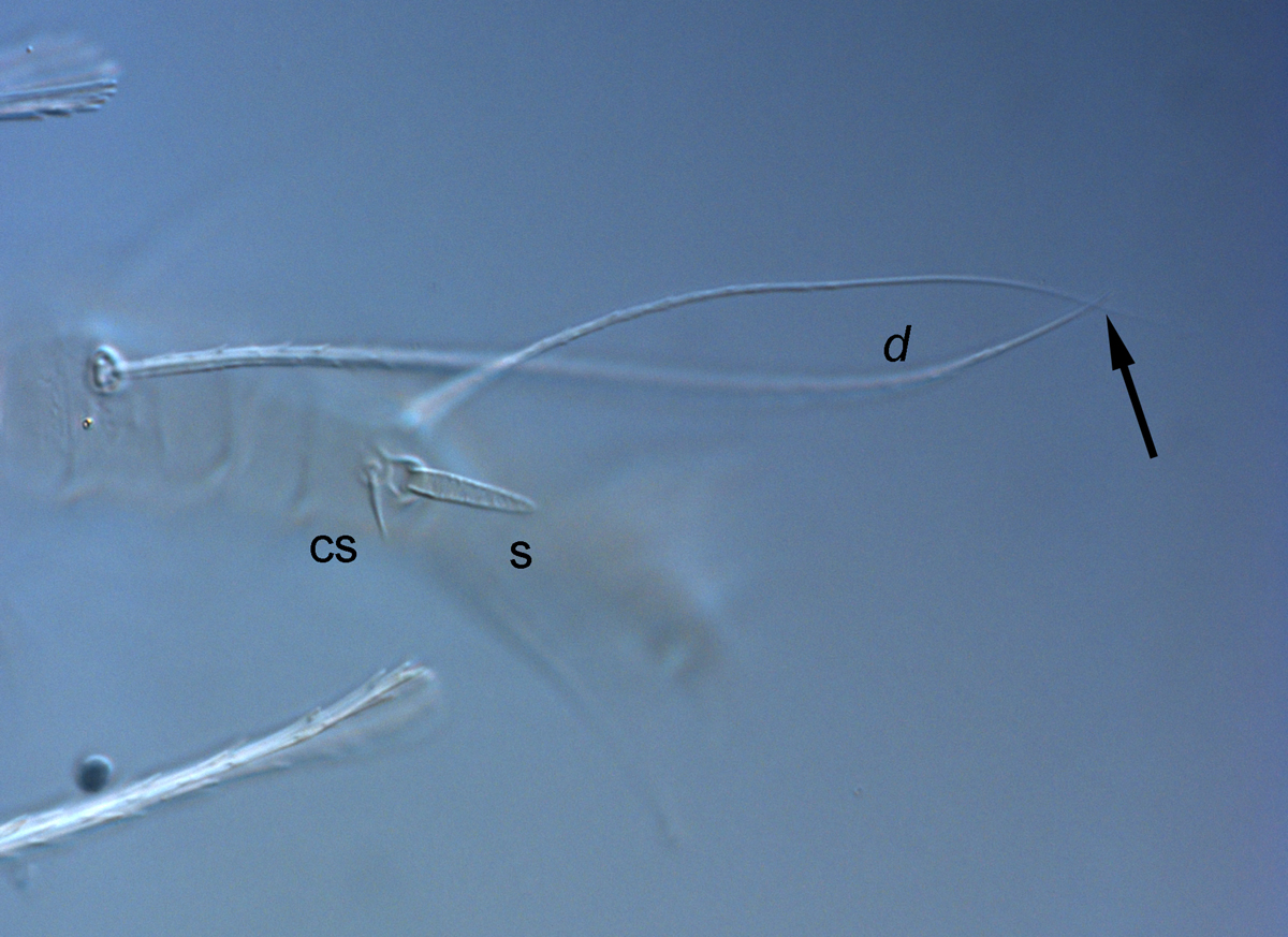 Fig. 6. Raoiella bauchani nbsp;adult female leg II ( d = dorsal seta on tibia II, s = solenidion, cs = companion seta).