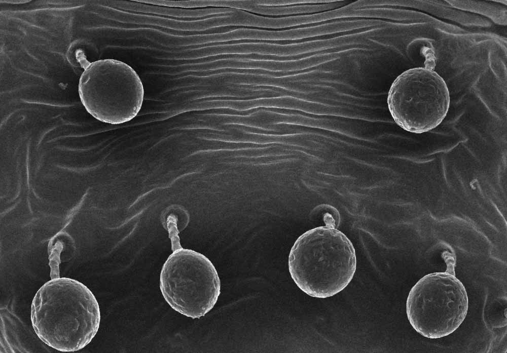 Fig. 9. Raoiella tallerack nbsp;deutonymph, dorsal setae with frozen droplets (image: Gary Bauchan, USDA-ARS).