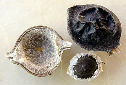  seed removed from single-seeded section of pod of  A. nilotica  ssp.  kraussiana ; courtesy EcoPort ( www.ecoport.org ): M. Jooste 