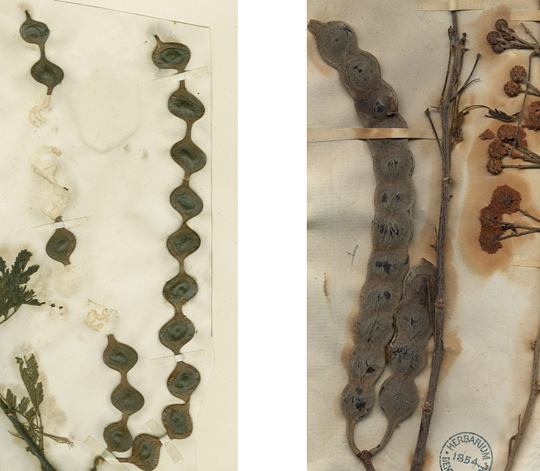  herbarium specimens showing moniliform (subspecies  nilotica ) and non-moniliform (subspecies  adstringens ) fruits of  A. nilotica ; photos & specimens: © The Board of Trustees of the Royal Botanic Gardens, Kew 