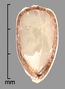  embryo seen in longitudinal section of achene 