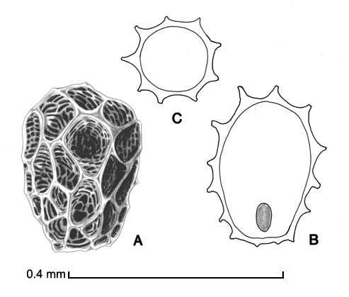    Aeginetia indica   .  A, seed; B, longitudinal section of seed showing embryo; C, transection of seed; drawing by Lynda E. Chandler 