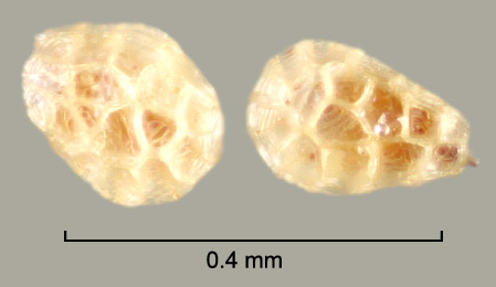    Aeginetia indica    L. seeds 