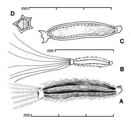  A, achene; B, outline showing entire pappus; C, longitudinal section showing embryo; D, transection; drawing by Lynda E. Chandler 