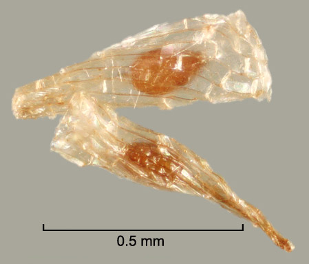    Alectra arvensis   seeds, detail 