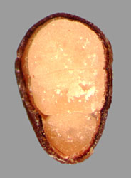  transverse section of seed showing embryo 