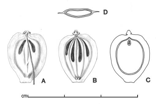  A, ventral face of mericarp; B, dorsal face of mericarp; C, longitudinal section of mericarp showing embryo; D, transverse section of schizocarp; drawing by Lynda E. Chandler 