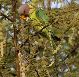  plum-headed parakeet feeding on  A. nilotica  ssp.  cupressiformis ; photo: © J. M. Garg  http://en.wikipedia.org/wiki/User:Jmgarg1  