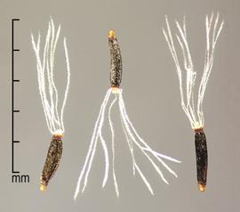  achenes with pappus 