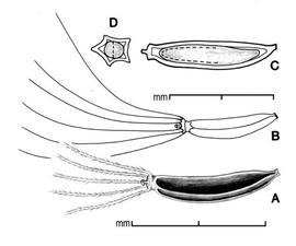  A, achene; B, outline showing entire pappus; C, longitudinal section showing embryo; D, transection; drawing by Lynda E. Chandler 