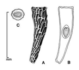    Alectra stricta   Benth. A, seed; B, longitudinal section of seed showing embryo; C, transection of seed; drawing by Lynda E. Chandler 