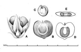  A, utricle with perianth; B, utricle; C, seed; D, longitudinal section of fruit showing embryo; E, transverse section of fruit showing embryo; drawing by Lynda E. Chandler 