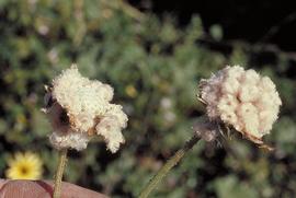  floral heads with the hairy achenes still attached; photo by Fred Hrusa: © 2001 CDFA 