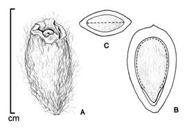  A, fruit; B, embryo  in situ;  C, transection of fruit; drawing by Lynda E. Chandler 