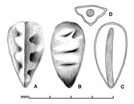  A–B, seed in two views; C, longitudinal section of seed showing embryo; D, transection of seed; drawing by Lynda E. Chandler 