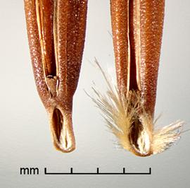  ventral view of primary florets showing basal scars 