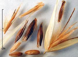  spikelet, florets and caryopses; photo by Rodney Young 