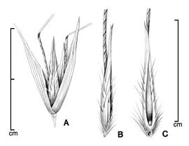  A, spikelet with two florets; B, floret in side view; C, floret in ventral view; drawing by Lynda E. Chandler 