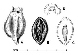 A, fruit; B, seed; C, longitudinal section of seed showing embryo; D, transection of seed; drawing by Lynda E. Chandler