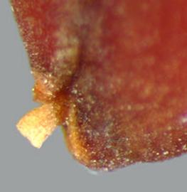  hilar area of seed showing funiculus remnant in side view 