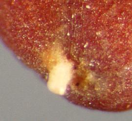  hilar notch of seed showing funiculus remnant 