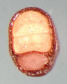  transverse section of seed showing embryo 