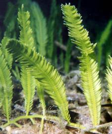  detail of fronds in above photo; photo: © R. Woodfield, Merkel & Associates 