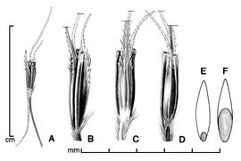  A, sessile spikelet, including callus and awn; B–D, sessile spikelet with two pedicels; B, side view; C, dorsal view; D, ventral view; E, caryopsis in ventral view; F, caryopsis in dorsal view; drawing by Lynda E. Chandler 