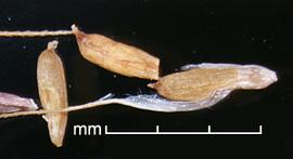  caryopses, extracted from bracts (left 2 specimens) and with awned lemma and palea still attached (right) 