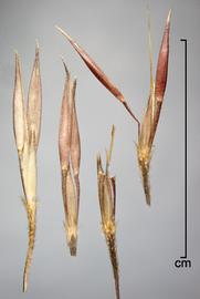  sessile spikelets, all with two pedicellate spikelets except second from right, with just pedicels 