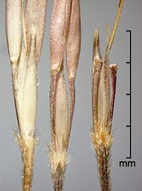  sessile spikelets, detail 