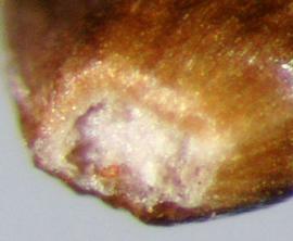  basal scar of achene 