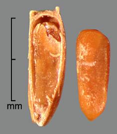  longitudinal section of achene showing embryo (left) and naked embryo (right) 