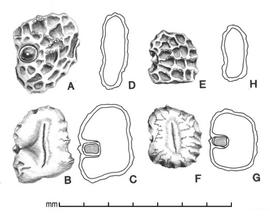  A, subterranean seed showing embryotega; B, subterranean seed showing hilum; C, subterranean seed longitudinal section showing embryo, D, subterranean seed longitudinal section; E, aerial seed; F, aerial seed showing hilum, G, aerial seed longitudinal section showing embryo; H, aerial seed longitudinal section; drawing by Lynda E. Chandler 