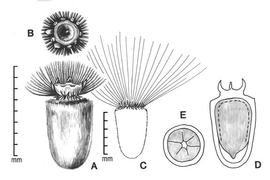  A, achene; B, detail of apex; C, achene outline showing entire pappus; D, longitudinal section of achene showing embryo  in situ ; E, transection of achene; drawing by Lynda E. Chandler 